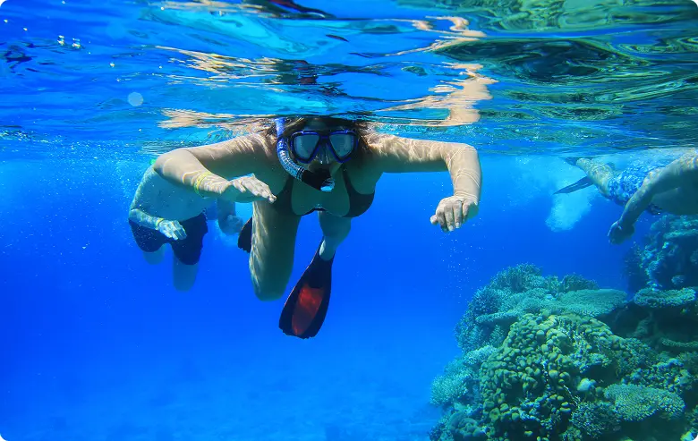 Whale sharks in the Red Sea?