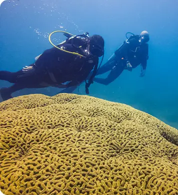 Discover Scuba Diving