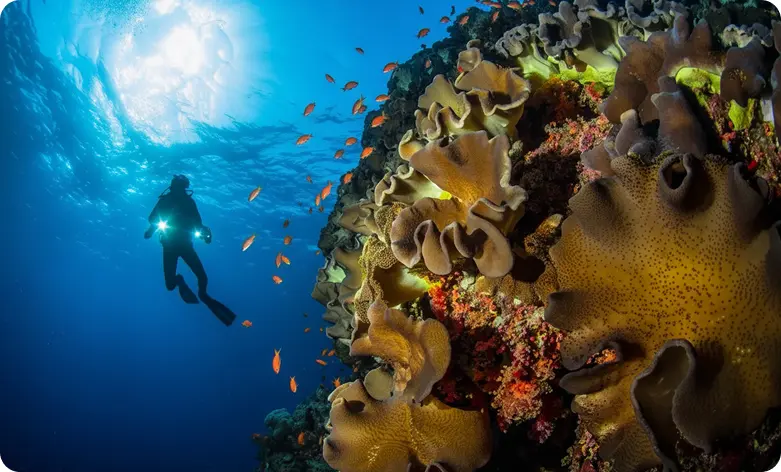 Scuba diver over coral reef in the Red Sea